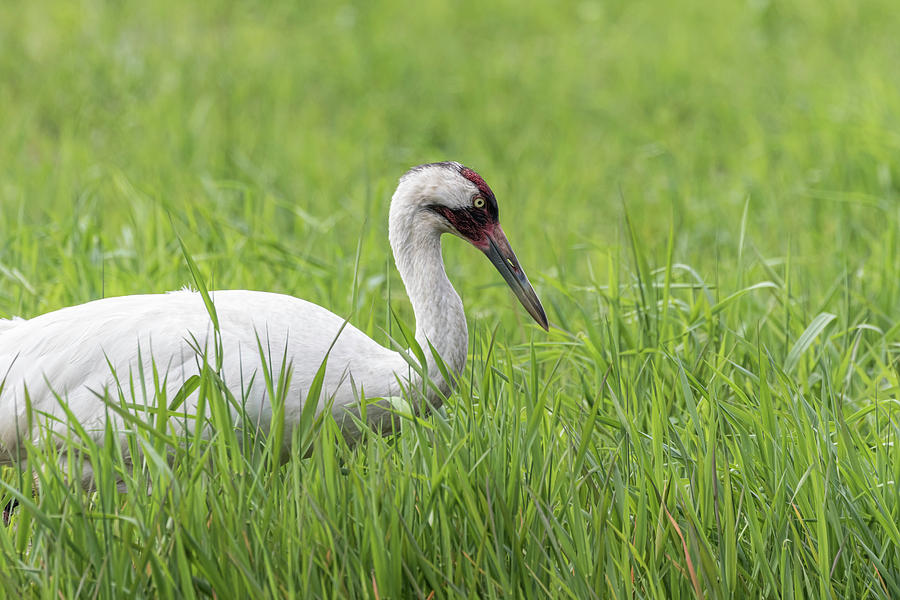 Crane Photograph - Whooping Crane 2017-7 by Thomas Young