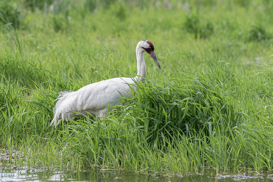 Whooping Crane 2017-8 Photograph by Thomas Young
