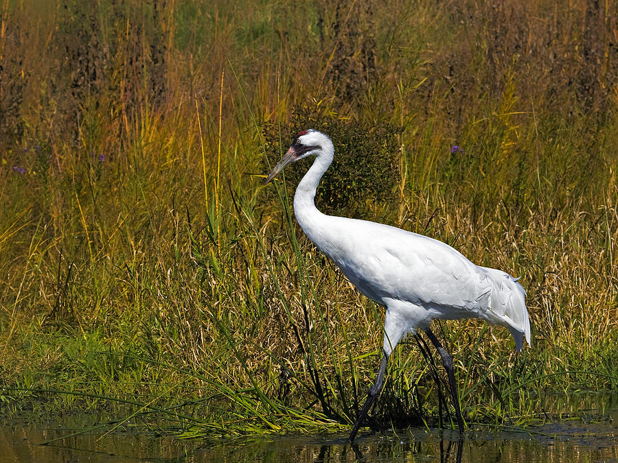 Whooping Crane Photograph by Al  Mueller
