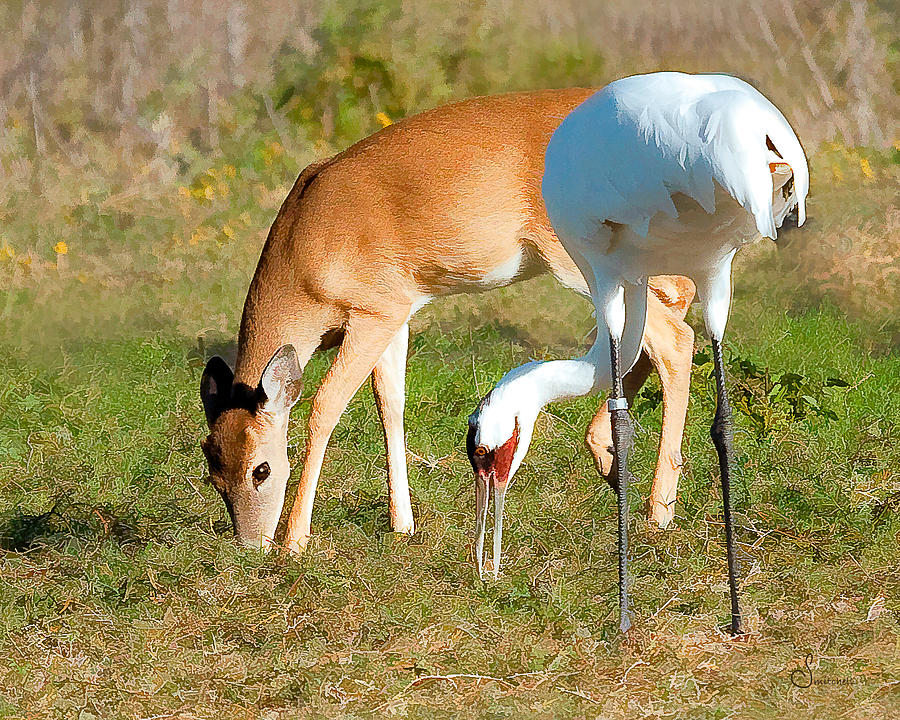 Whooping Crane and Deer Photograph by Sally Mitchell