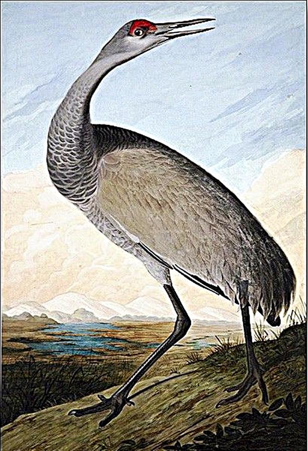 Whooping Crane Painting by Audubon