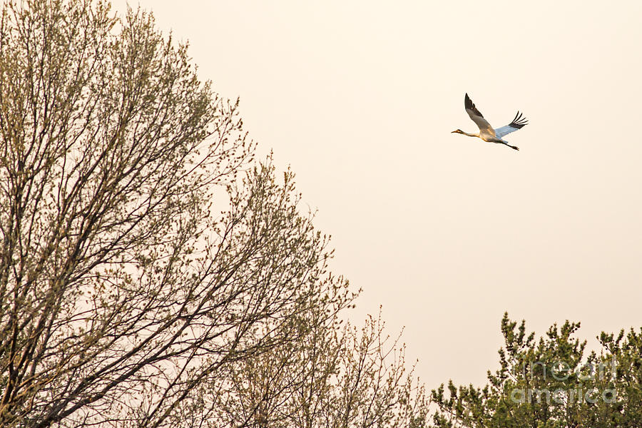 Whooping Crane In Flight at Dusk Photograph by Natural Focal Point Photography