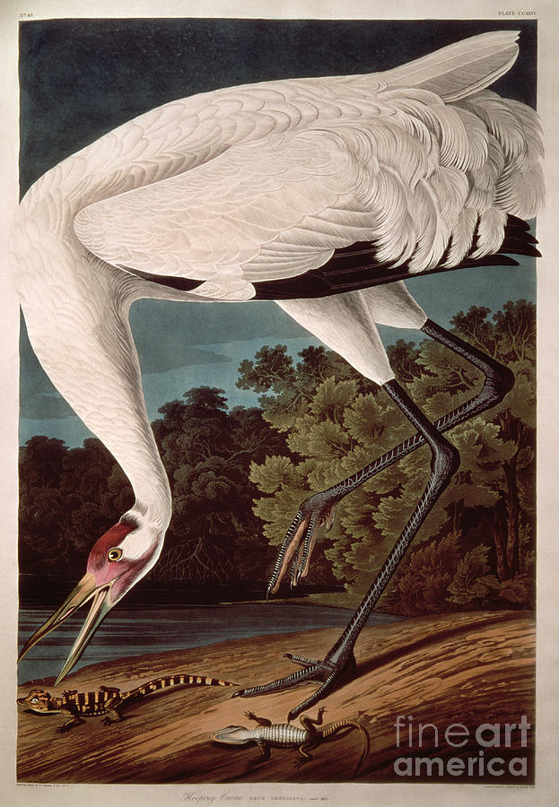 Crane Painting - Whooping Crane by John James Audubon