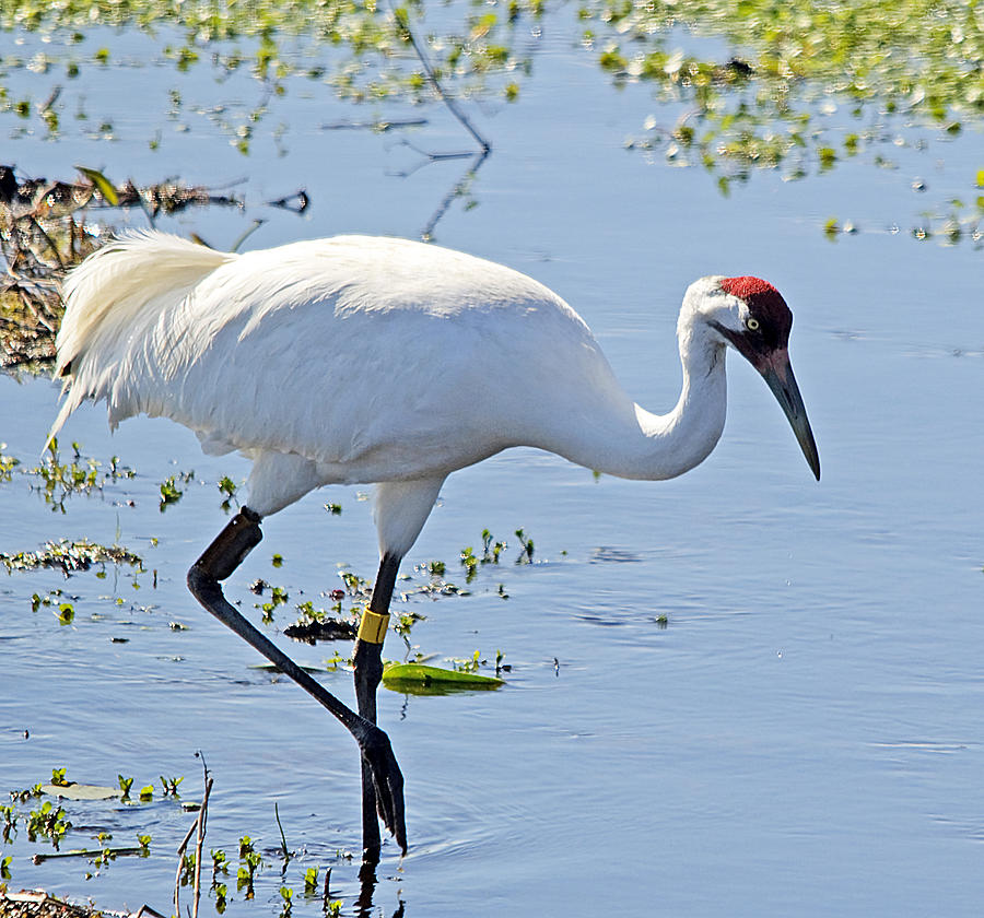 Whooping Crane Photograph by Kenneth Albin