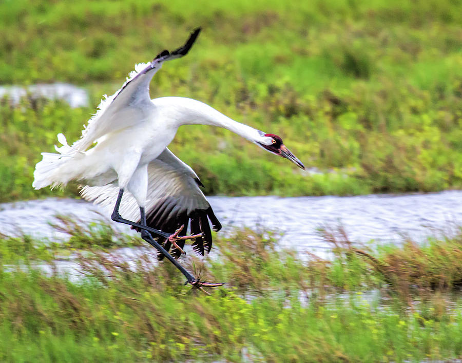 Whooping Crane Landing Photograph by David Werner - Fine Art America