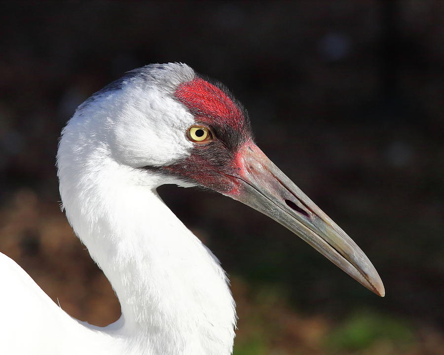 Whooping Crane Portrait Photograph by Bruce J Robinson