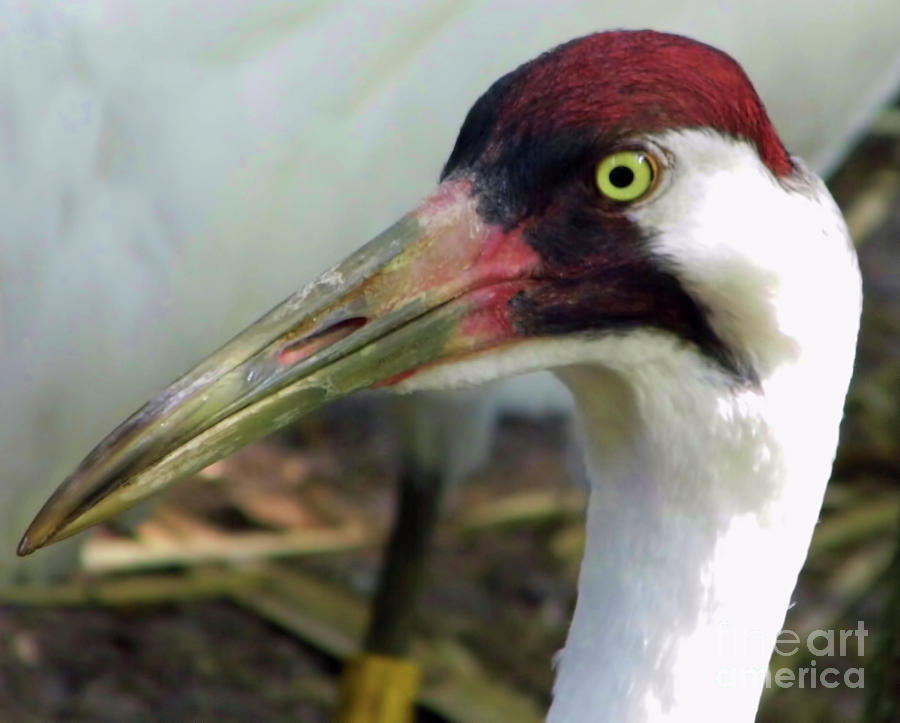 Whooping Crane Portrait Photograph by D Hackett
