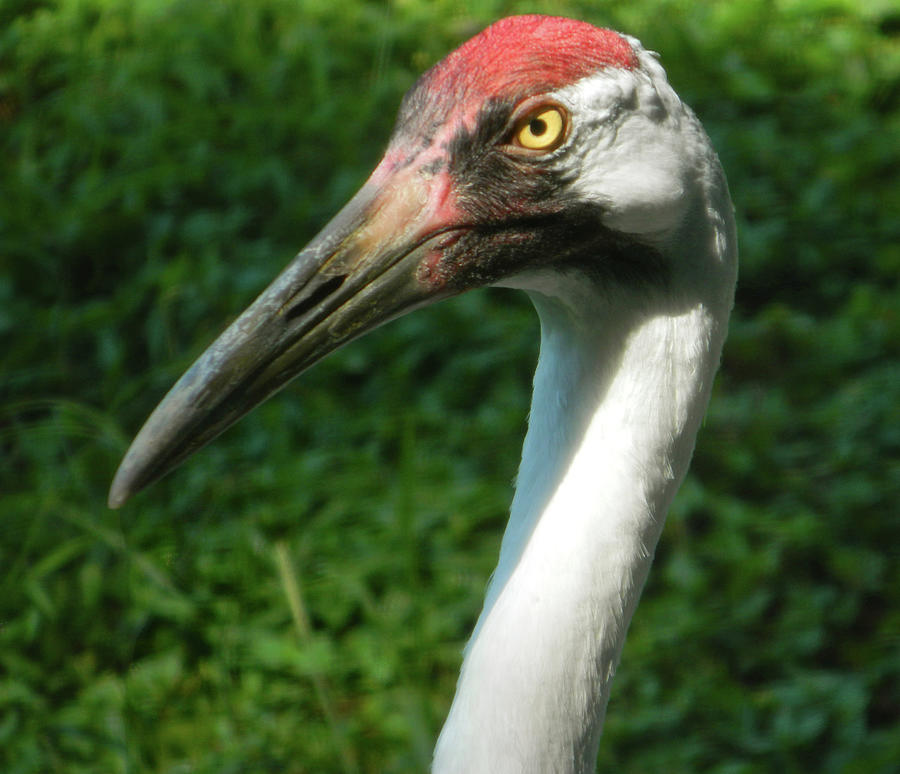 Whooping Crane Portrait Photograph by Emmy Marie Vickers