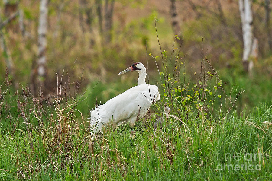 Whooping Crane Portrait Photograph by Natural Focal Point Photography
