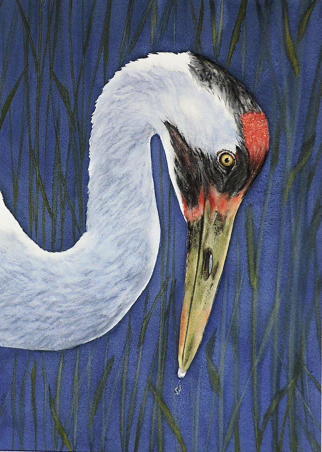 Wildlife Painting - Whooping Crane Portrait by Vicky Lilla