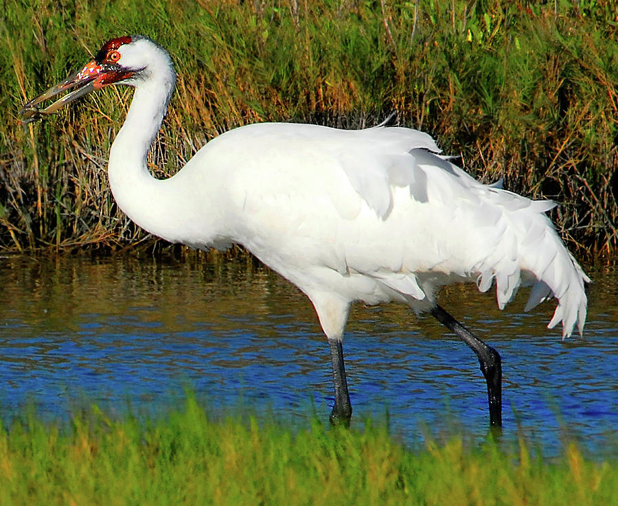 Whooping Crane Photograph by Ted Keller