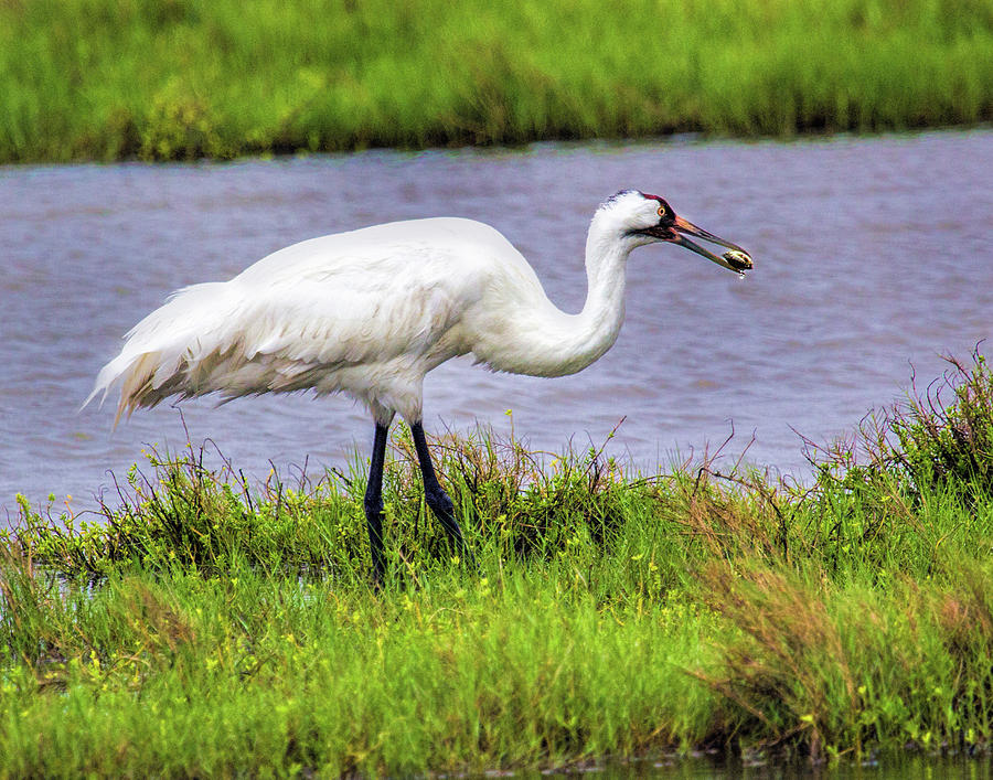 Whooping Crane with a Crab Photograph by David Werner - Fine Art America