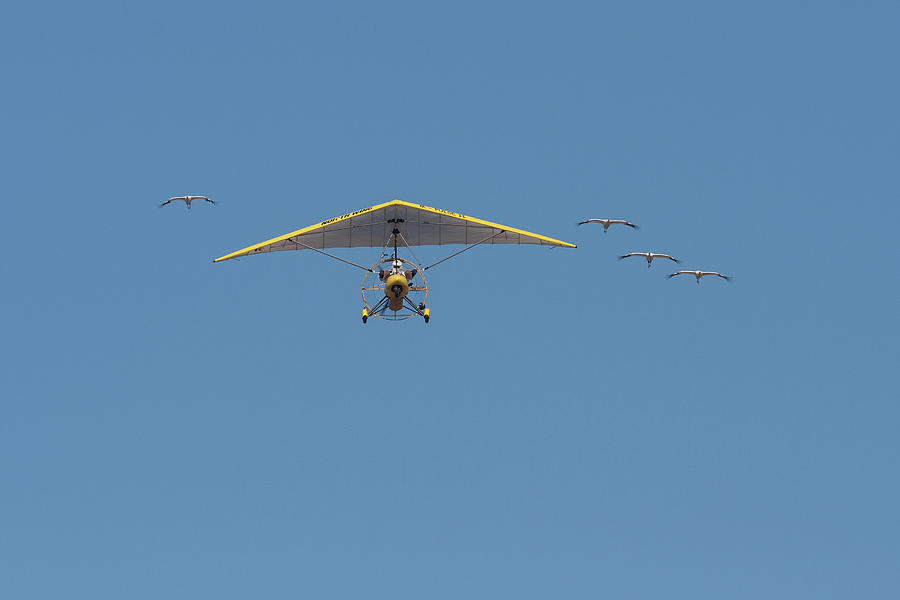 Whooping Cranes and Operation Migration Ultralight Photograph by Paul Rebmann