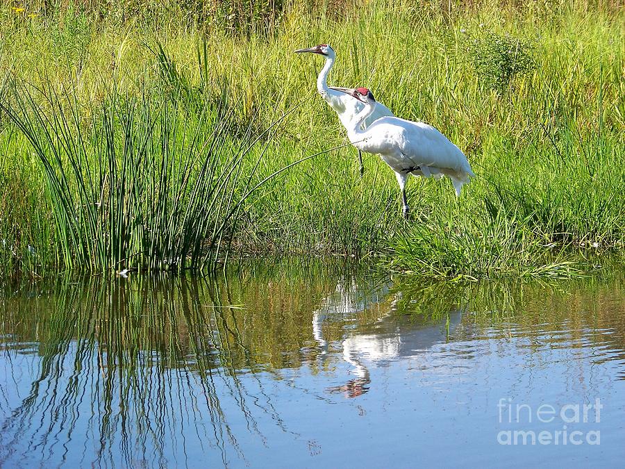 Whooping Cranes Photograph by Charles Robinson