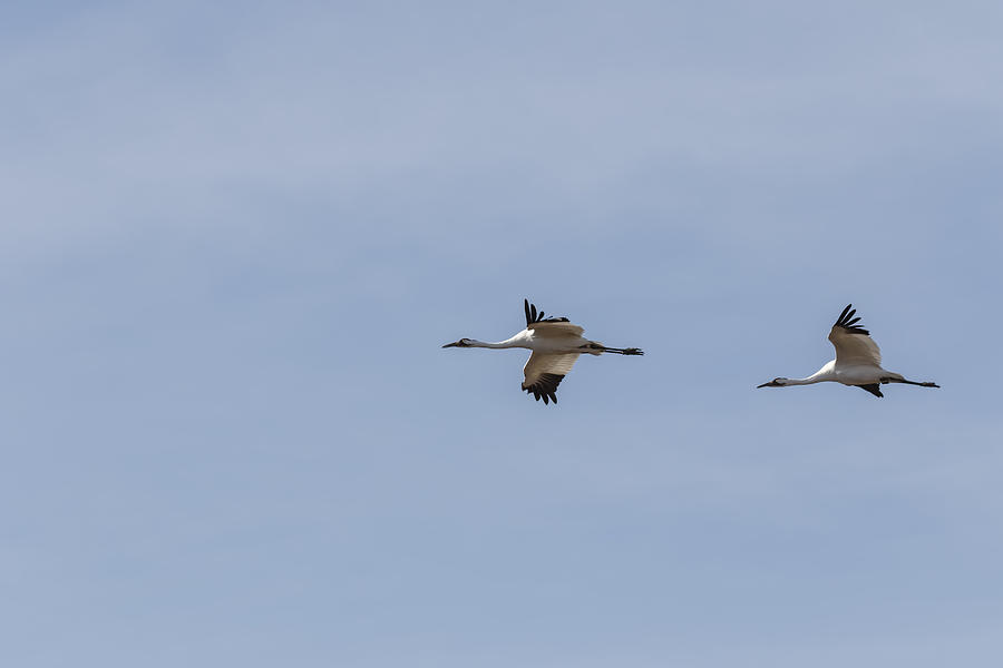 Whooping Cranes In Flight 2015-1 Photograph by Thomas Young