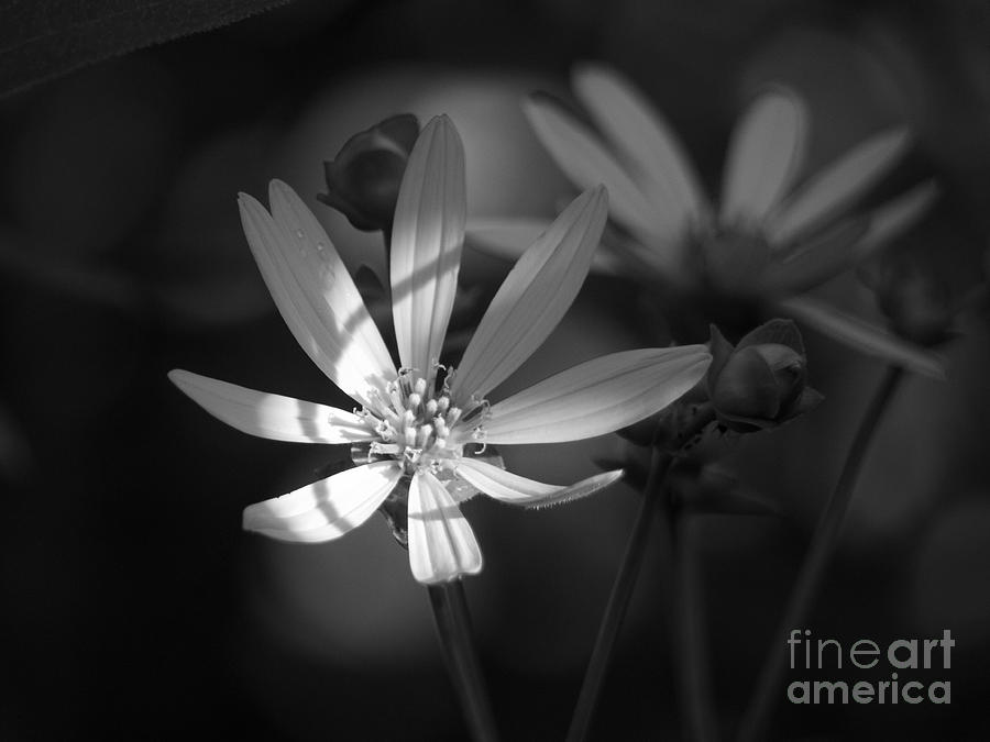 Whorled Rosinweed in Black and White Photograph by Rachel Morrison