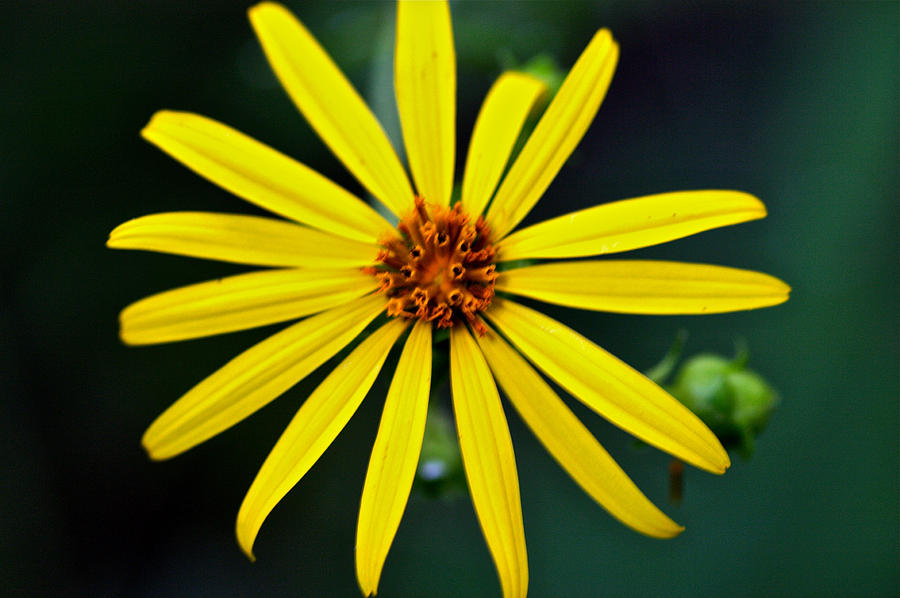 Whorled Rosinweed Photograph by Jack R Perry