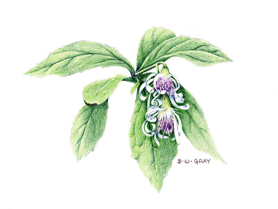 Whorled Wood Aster Drawing by Betsy Gray