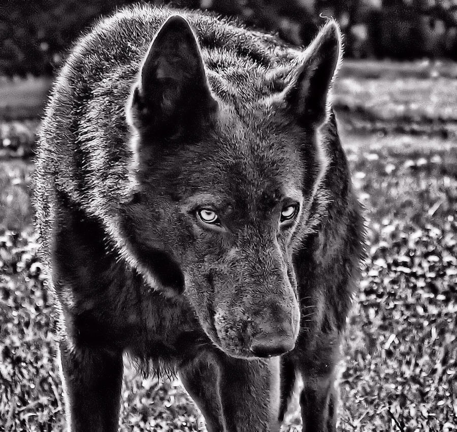 Whos Afraid Of The Big Bad Wolf Photograph By Sarah Molina Fine Art