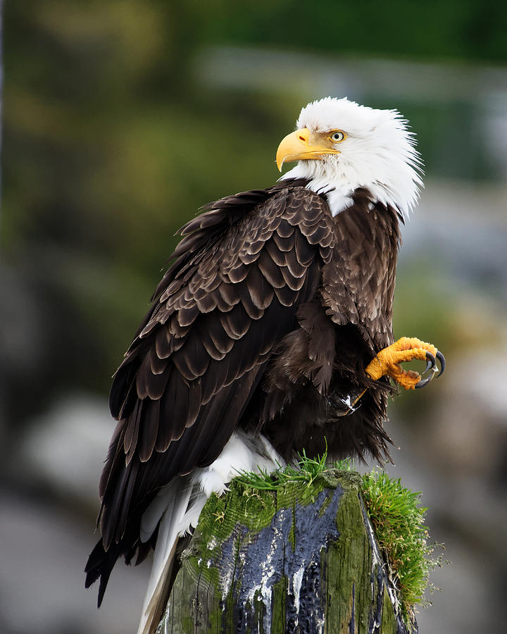 Whos Back There? -- Bald Eagle at Sitka, Alaska Photograph by Darin Volpe