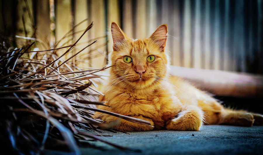 Animal Photograph - Whos Cat Is This? by Leon Jones