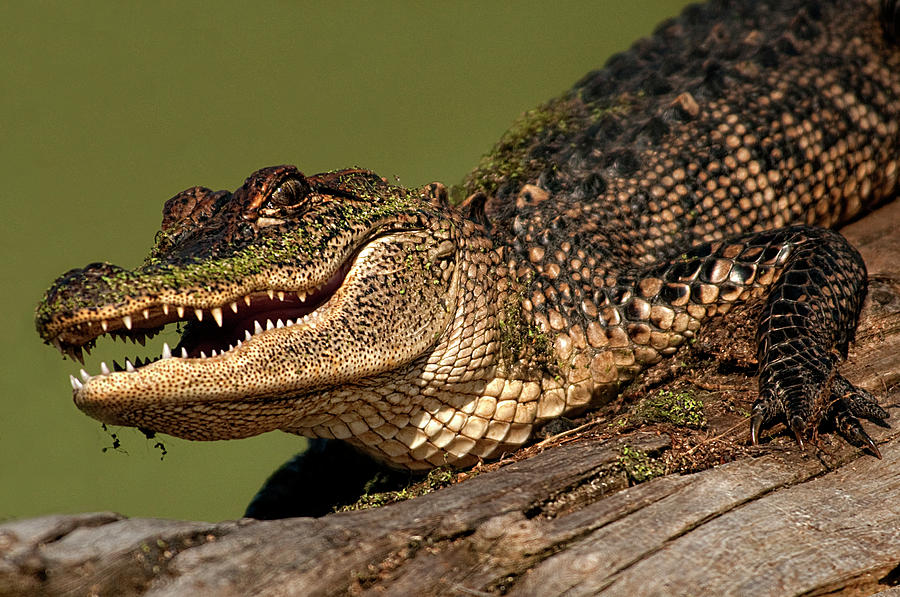 Whos For Breakfast - American Alligator in the Wild Photograph by Mitch Spence