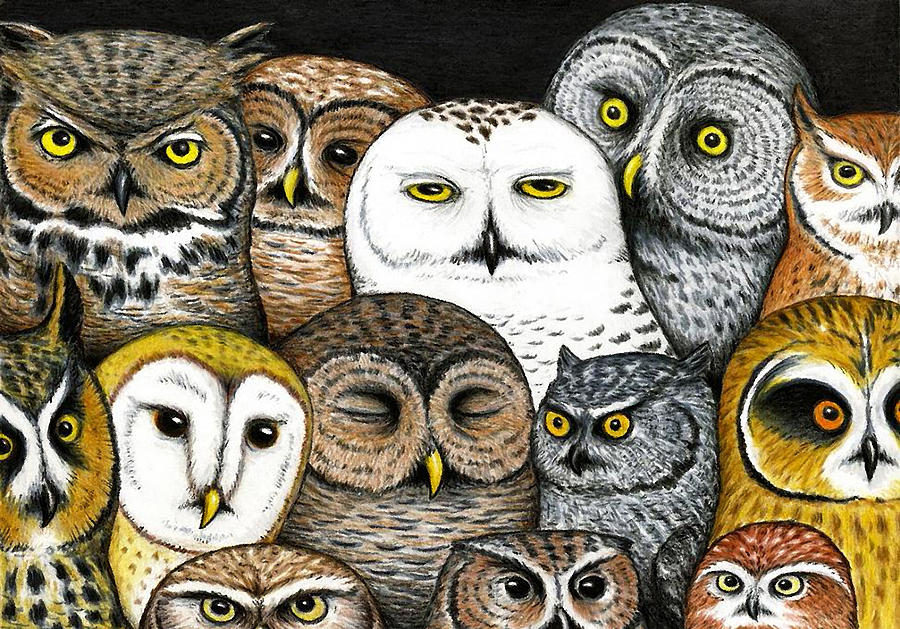 Bird Painting - Whos Hoo by Don McMahon