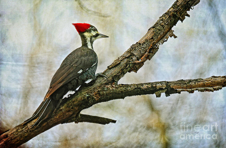 Woodpecker Photograph - Whos There by Lois Bryan
