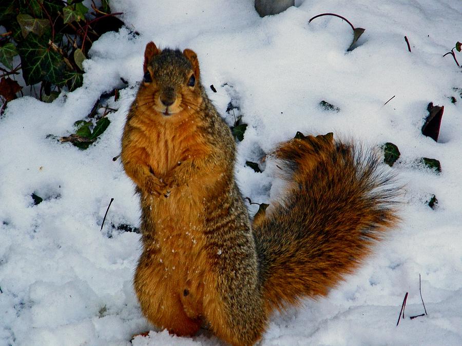 Whose Got The Peanuts Photograph by Martin Morehead - Fine Art America