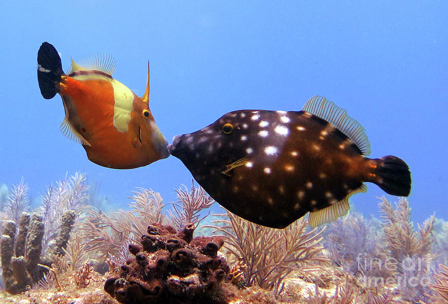 Whtespotted Filefish Photograph by Daryl Duda