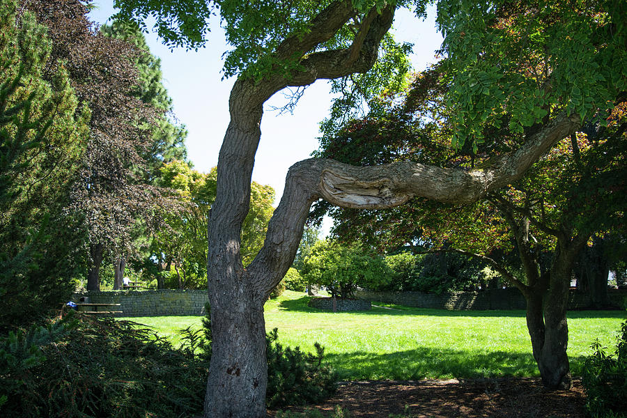Why a Y Tree Photograph by Tom Cochran