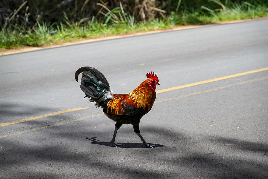 Why Did The Rooster Cross The Road Photograph by Bonnie Follett