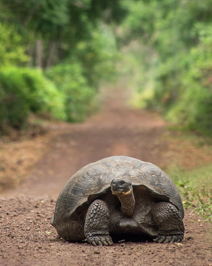 Why did the tortoise cross the road? Photograph by Frogoutofwater ...