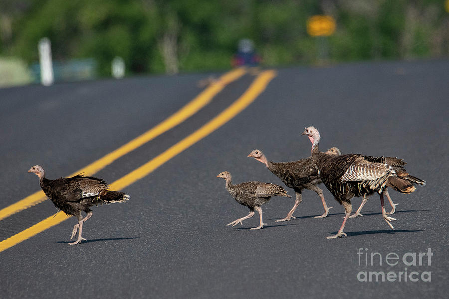 Why did the turkeys cross the road Photograph by Michael Dawson