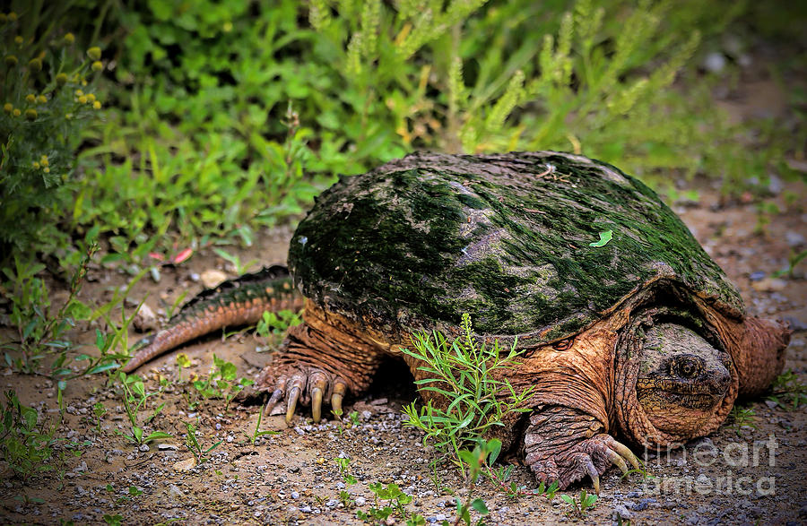 Why did the turtle cross the road? Photograph by Elizabeth Winter
