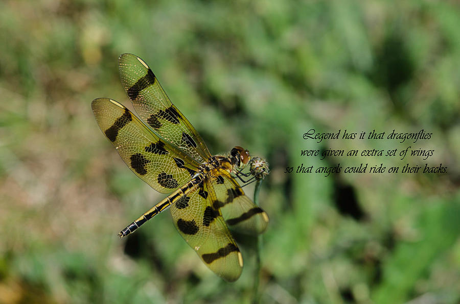 Insects Photograph - Why dragonflies have extra wings by Linda Howes
