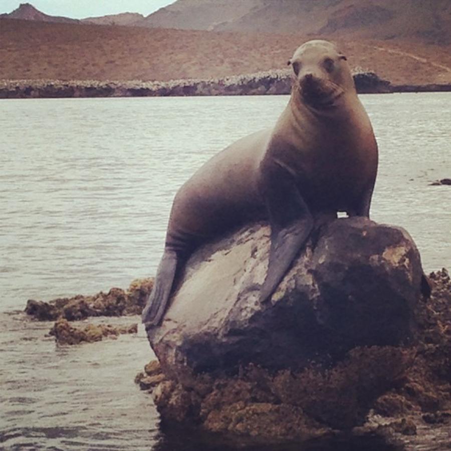 Baja Photograph - Why Hello Mr Sea Lion.... #mexico2014 by Gaby Espinoza