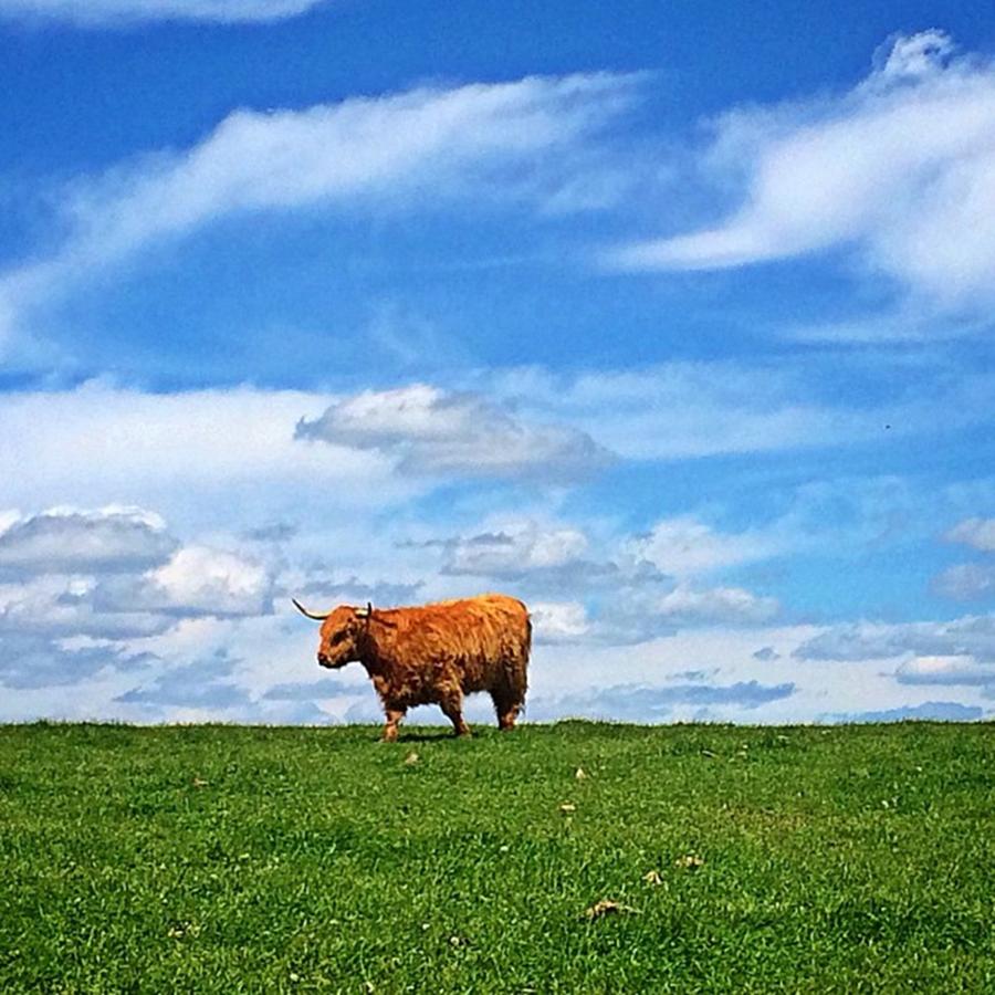 Cow Photograph - Highland Cow by Jessica Overmier