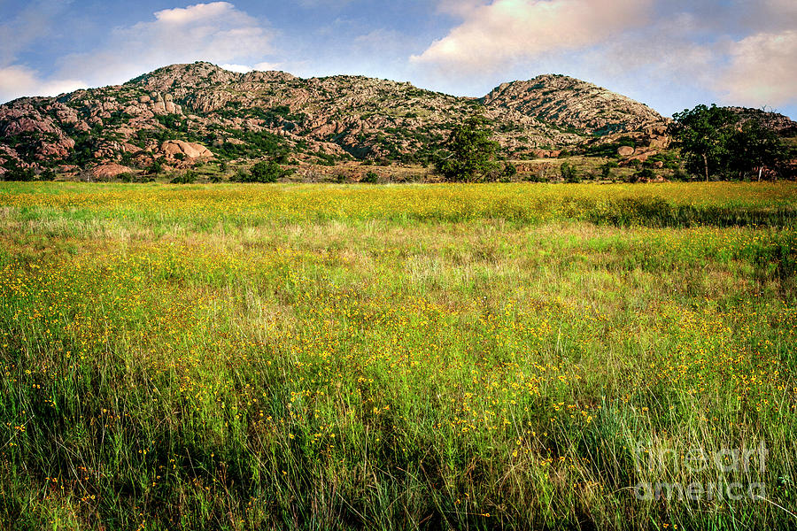 Wichita Mountain Wildflowers Photograph by Tamyra Ayles
