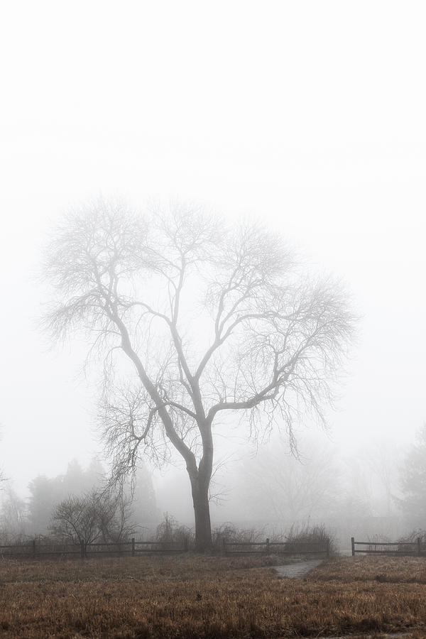 Wickapogue Fog Photograph by Steve Gravano