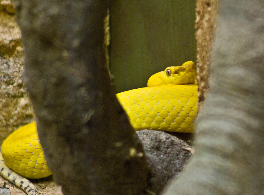 Snake Photograph - Wicked snake by Douglas Barnett