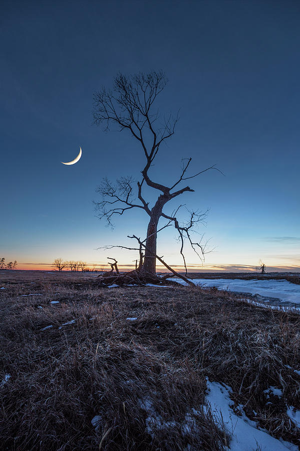 Wicked Tree Photograph by Aaron J Groen