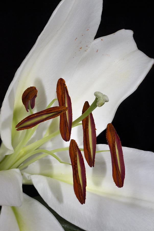 White Lily Photograph - Wicked Woman Venus I I by Darby Donaho