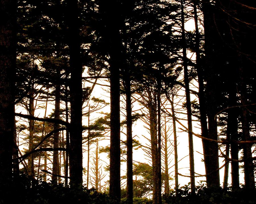 Wickinninish Beach trees with Smoke Photograph by Brian Sereda