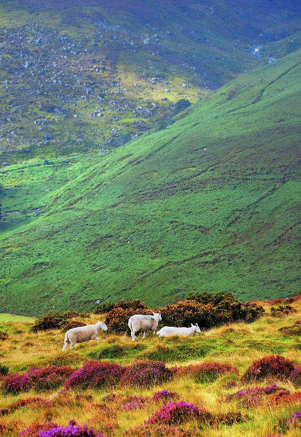 Wicklow Pastoral Photograph by Jenny Rainbow