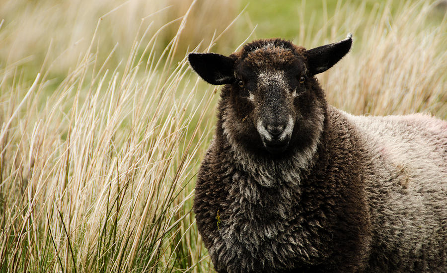 Wicklow Sheep Photograph