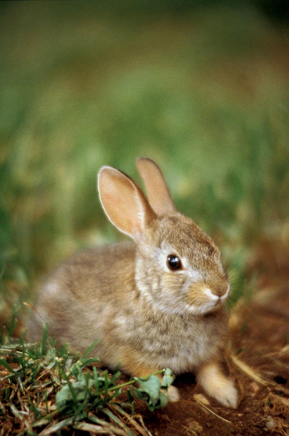 Widdle Wabbit Photograph by Gerard Fritz