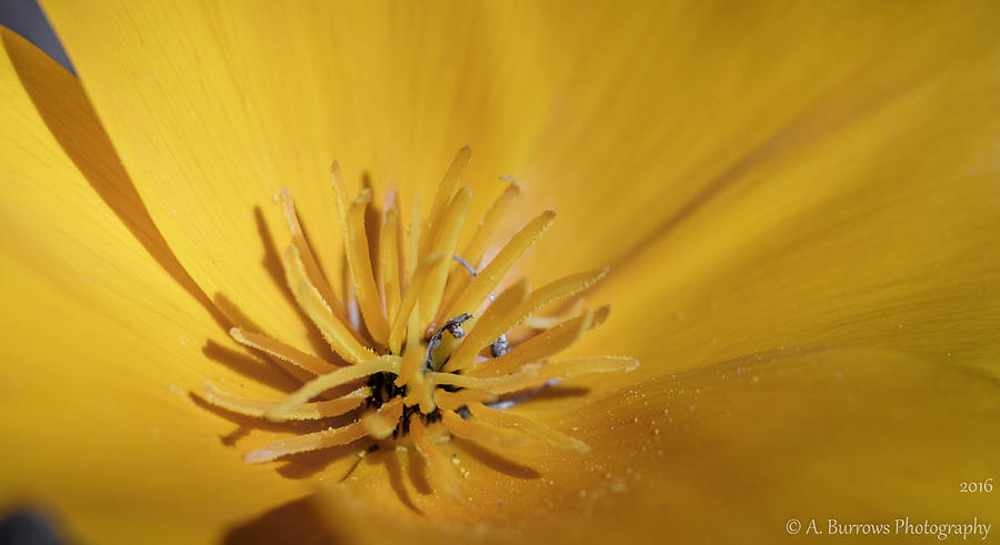 Wide-angle Desert Poppy Photograph by Aaron Burrows