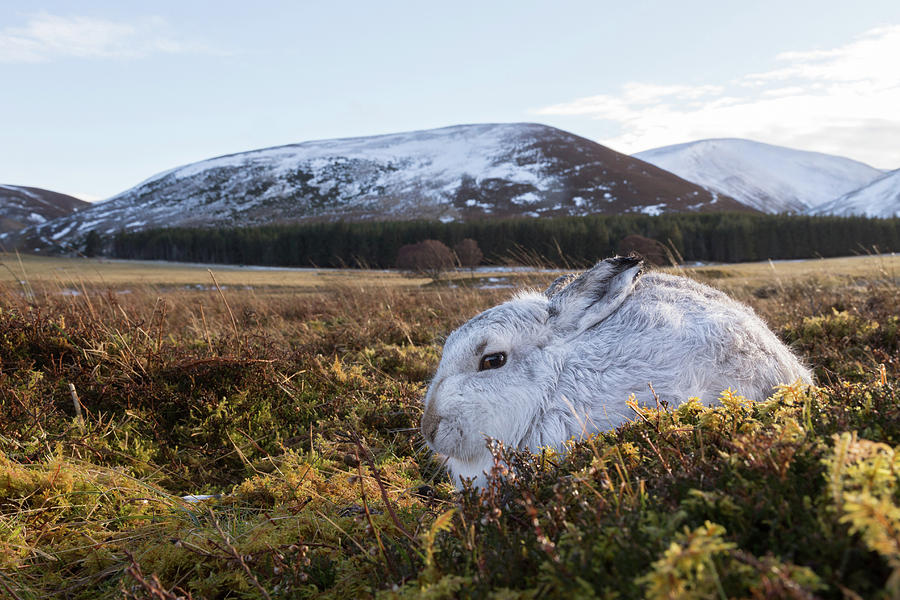 Wide Angle Mountain Hare Photograph by Pete Walkden