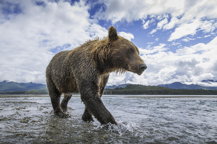 Katmai National Park Photograph - Wide Angle View Of Coastal Brown Bear by Paul Souders